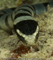   Pictures taken Wakatobi 60mm lense. Crait very poisonous close. Chekc tongue. lense close tongue  